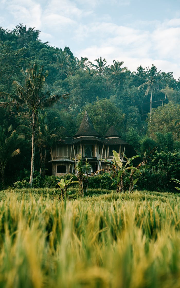 Enchanting view of a Balinese house surrounded by lush rice fields and greenery.